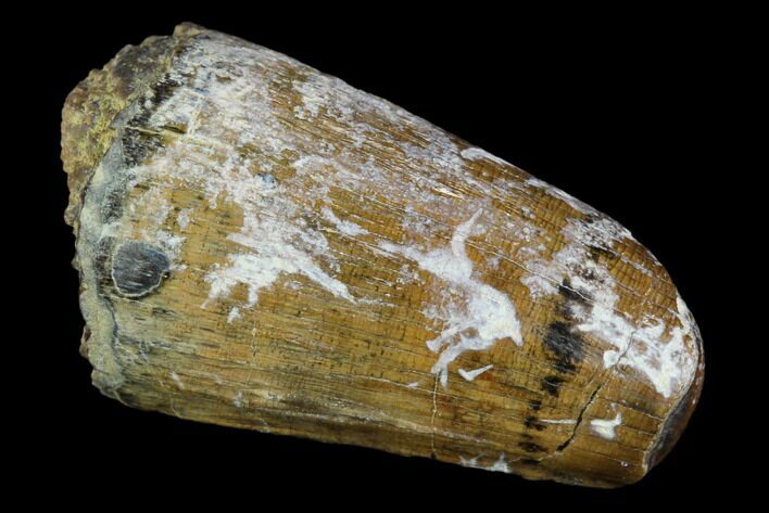 Bargain, Fossil Deinosuchus Tooth - Aguja Formation, Texas #116666